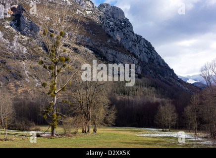 Großer Baum mit Mistel-Clustern und Bergen im Hintergrund Stockfoto