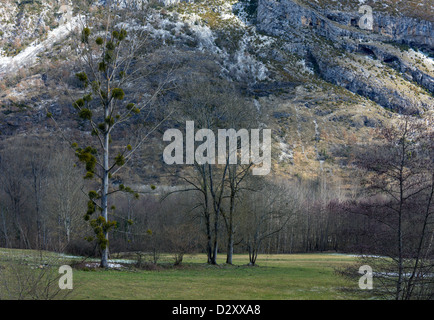 Großer Baum mit Mistel-Clustern und Bergen im Hintergrund Stockfoto