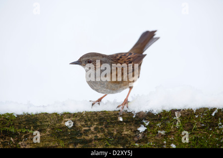 Heckenbraunelle; Prunella Modularis; im Schnee; UK Stockfoto