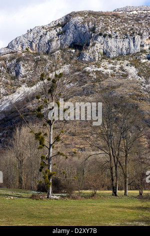 Großer Baum mit Mistel-Clustern und Bergen im Hintergrund Stockfoto