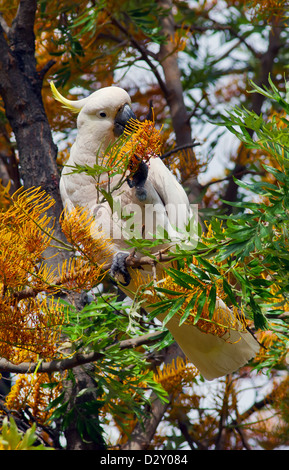 Schwefel Crested Cockatoo Fütterung in einem Baum Stockfoto