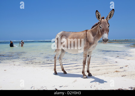 Esel am Strand mit zwei Algen Bauern zu Fuß durch, Matemwe, Zanzibar. Stockfoto