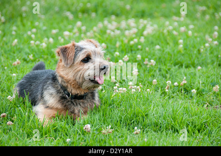 Cairn-Terrier auf dem Rasen liegend Stockfoto