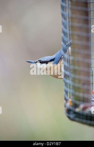 Kleiber; Sitta Europaea; auf Feeder; UK Stockfoto