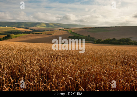 Ein Blick auf den South Downs in der Nähe von Lewes in East Sussex Blick auf Kingston Ridge über ein Feld von Mais im Spätsommer Stockfoto