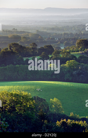 Die Aussicht vom Schulter von Hammelfleisch Hill in der Nähe von Petersfield, Hampshire, Blick in Richtung The South Downs über ein Feld mit Schafen Stockfoto