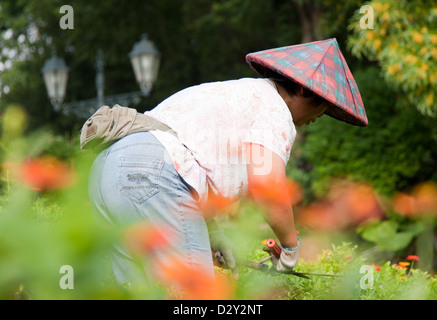 Chinesische Frau tragen, kegelförmiger asiatischer Hut, Hut Segge, Reis Hut, Paddy Hut, Gartenarbeit in die Ruinen von St. Paul Kathedrale, Macau Stockfoto