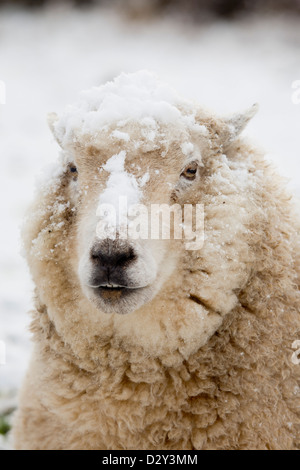 Schafe im Schnee; Cornwall; UK Stockfoto