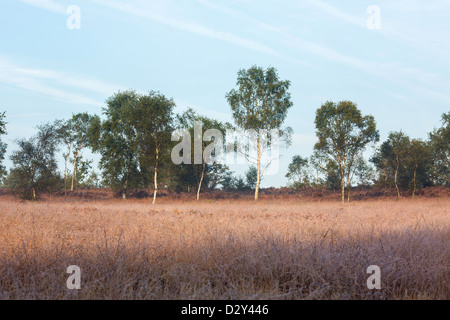 Silber Birken mit Vordergrund Rasen auf Chobham gemeinsame nationale Natur-Reserve. Stockfoto