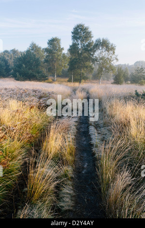 Ein Wanderweg führt zu Silver Birch behält sich Bäume an einem nebligen frühen herbstlichen Tag um Chobham gemeinsame Natur. Stockfoto