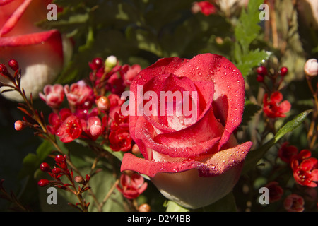 Schöne rote rose mit Wassertropfen Stockfoto