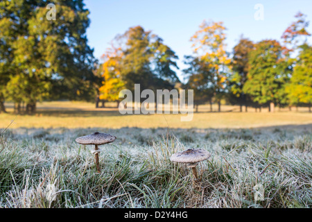 Fliegenpilze an einem sonnigen Herbsttag Stockfoto