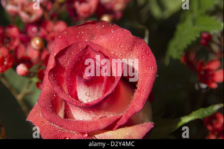 Schöne rosa rose mit Wassertropfen Stockfoto