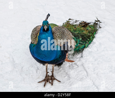 Ein Pfau steht im Schnee