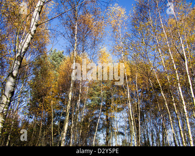 Silber-Birken in herbstlichen Farben auf Chobham Stockfoto