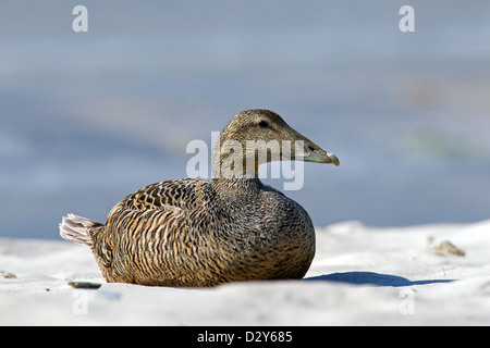 Gemeinsamen Eiderenten (Somateria Mollissima) weiblich ausruhen am Strand entlang der Nordseeküste Stockfoto