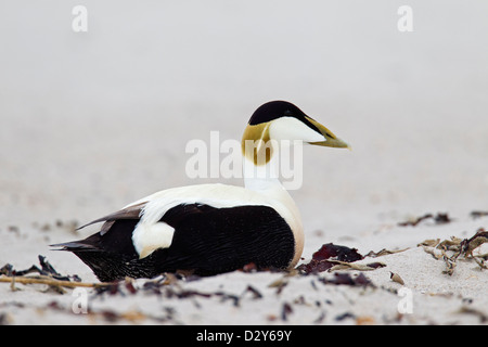 Gemeinsamen Eiderenten (Somateria Mollissima) männlich ruht am Strand entlang der Nordseeküste Stockfoto
