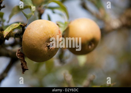 Malus Domestica - Apple Egremont Russet Stockfoto