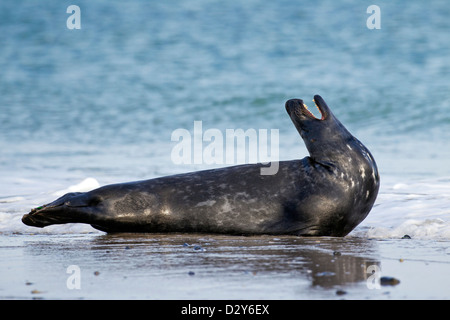 Atlantic grau versiegeln / grau Siegel (Halichoerus Grypus) am Strand liegen und mit der Aufforderung Stockfoto