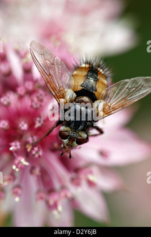 Tachinid Fliege an Astrantia Major 'Roma' Stockfoto