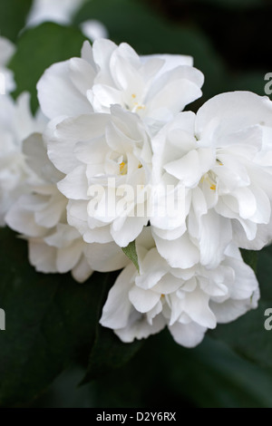 Philadelphus 'Virginal' (Mock Orange). Stockfoto