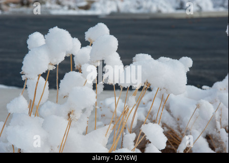 Mit dem ersten nassen Schnee der Saison, so dass die Illusion von riesigen Blätterteig Kugeln fallen mehrere Decke Blütenköpfe Samen. Stockfoto
