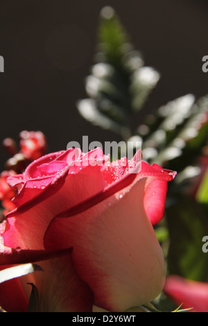 Schöne Erdbeeren und Creme rose Bud mit Wassertropfen Stockfoto