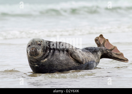 Graue Dichtung / grau Siegel (Halichoerus Grypus) am Strand liegen mit geöffneten hinteren Flossen Stockfoto