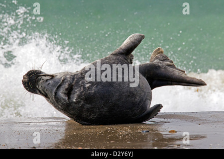 Grau zu versiegeln / grau Siegel (Halichoerus Grypus) männlichen liegen am Strand in die Brandung der Nordsee Küste Stockfoto