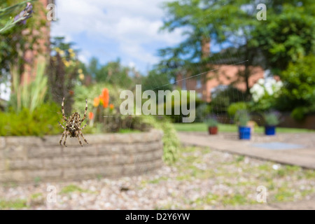 Weitwinkelaufnahme des Europäischen Garten Spinne Araneus Diadematus im Web unter Gartenanlage mit Häusern und Pflanzen Töpfe Hintergrund Stockfoto