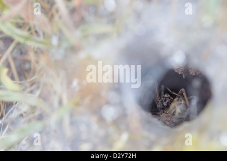 Labyrinth Spider Agelena Labyrinthica im Trichter Web mit Beute Stockfoto