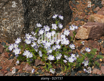 Baby Blue Eyes, Fivespot oder 5-Punkt, Nemophila Maculata, Wasserblattgewächsen, Boraginaceae. Endemisch in Kalifornien, USA. Stockfoto