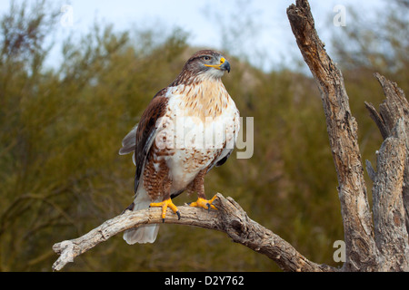 Eisenhaltiger Falke Buteo Regalis Arizona-Sonora Desert Museum, Tucson, Arizona, USA 23 Januar Erwachsene Gefangene Acciptridae Stockfoto