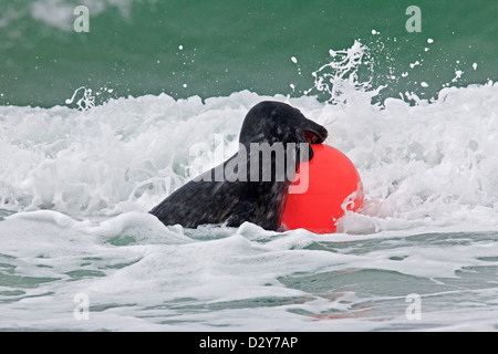 Graue Dichtung / grau Siegel (Halichoerus Grypus) spielen und beißen in Boje im Surf Wellen entlang der Nordseeküste Stockfoto