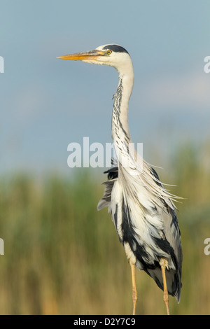 Grey Heron Ardea Cinerea stand groß bei windigem Wetter mit gekräuselten Federn Stockfoto