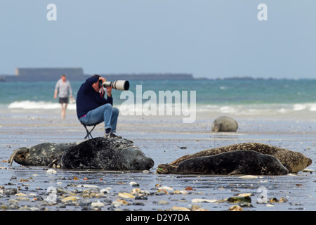 Störung durch Naturfotograf mit Tele-Objektiv fotografieren Kegelrobben / grau seal (Halichoerus Grypus) Kolonie am Strand Stockfoto