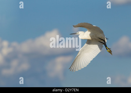 Einzelne kleine Reiher Egretta Garzetta im Flug gegen bewölktem Himmel blau Stockfoto