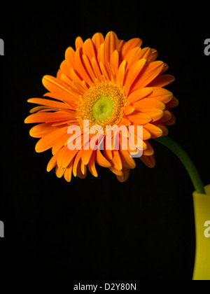 Orange Gerbera in einer Glasvase gelb auf schwarzem Hintergrund Stockfoto