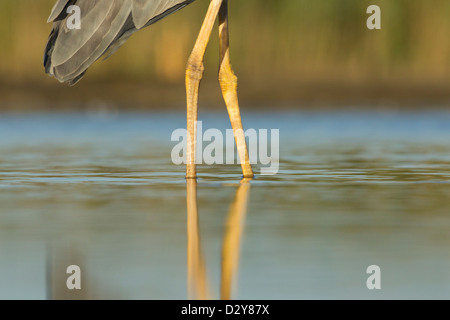 Close up Portrait of Grey Heron Ardea Cinerea Beine im flachen Wasser stehend Stockfoto