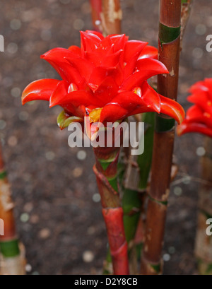 Indonesische Wachs Ingwer, Ananas-Ingwer, malaysische Spirale Ingwer, Tapeinochilos Ananassae, Costaceae. Molukken, Indonesien. Stockfoto