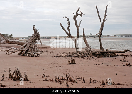 Boneyard Strand auf Big Talbot Island Florida entlang der atlantischen Küste berühmt für die Salz-washed Skelette von umgestürzten Bäumen. Stockfoto