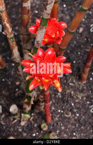 Indonesische Wachs Ingwer, Ananas-Ingwer, malaysische Spirale Ingwer, Tapeinochilos Ananassae, Costaceae. Molukken, Indonesien. Stockfoto