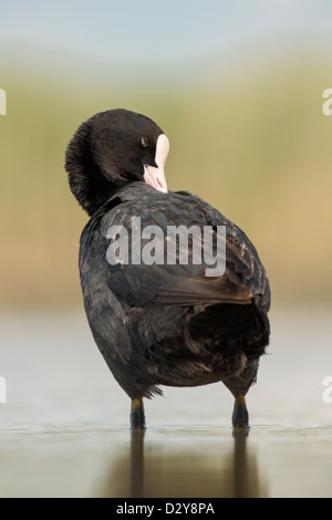 Nahaufnahme von putzen Blässhuhn Fulica Atra Kopf und Körper mit Federn zerzaust stehen im flachen Wasser Stockfoto