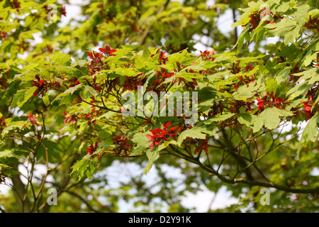 Downy japanischer Ahorn, Fullmoon Ahorn oder japanischer Ahorn, Acer Japonicum, Sapindaceae (Aceraceae). Japan. Aka. Vollmond-Ahorn. Stockfoto