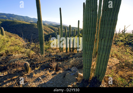 Saguaros stehen in den Ausläufern des Gebirges Rincon in der Reddington Pass, Tucson, Arizona, USA, Nordamerika Stockfoto