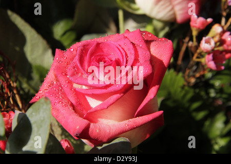 Schöne Erdbeeren und Creme rose mit Tautropfen Stockfoto