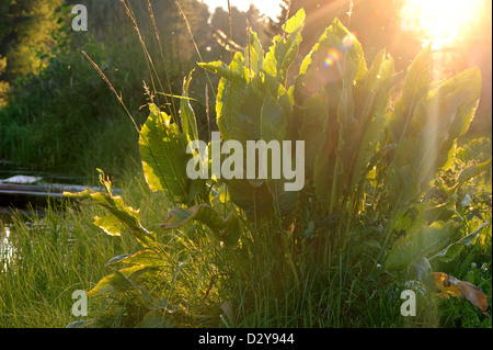 Rhabarber im Gegenlicht Sonnenlicht im Sommertag Stockfoto