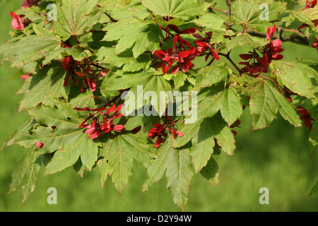 Downy japanischer Ahorn, Fullmoon Ahorn oder japanischer Ahorn, Acer Japonicum, Sapindaceae (Aceraceae). Japan. Aka. Vollmond-Ahorn. Stockfoto