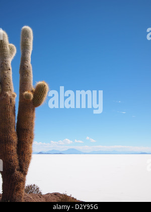 Riesige Kakteen am Rand des Salar de Uyuni Salzsee in der Nähe von Uyuni, Bolivien. Der Kaktus lebt auf der Insel Isla del Pescado. Stockfoto