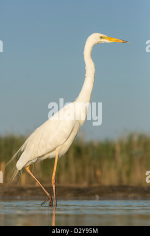 Große weiße Reiher Ardea Alba im flachen Wasser stehend Stockfoto